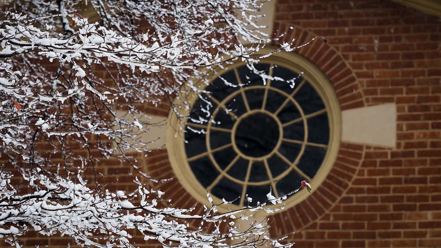 A snowy branch outside of Leazar Hall.