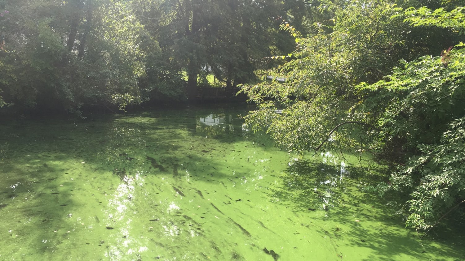 Scum-forming bloom of toxic cyanobacteria Microcystis in North Carolina coastal waters. Photo courtesy of Astrid Schnetzer.