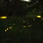 Fireflies zooming around a field at night. Photo credit: Tony Phan.