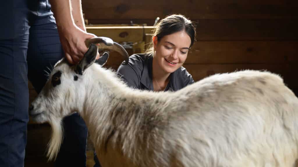 Third-year student Jillian Petersen works on a goat on Mimosa View Farm in Bahama, North Carolina, while Dr. Cathy Mittenson holds its horns.