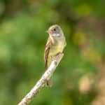 The Acadian flycatcher is just one of the many bird species that could permanently lose habitat due to sea level rise. Photo by Judith Rawcliffe via iStock.