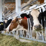 Cows in the new dairy barn on the NC State College of Veterinary Medicine campus have access to the finest alfalfa as they enjoy the breeze from industrial fans and the mist from sprinklers.