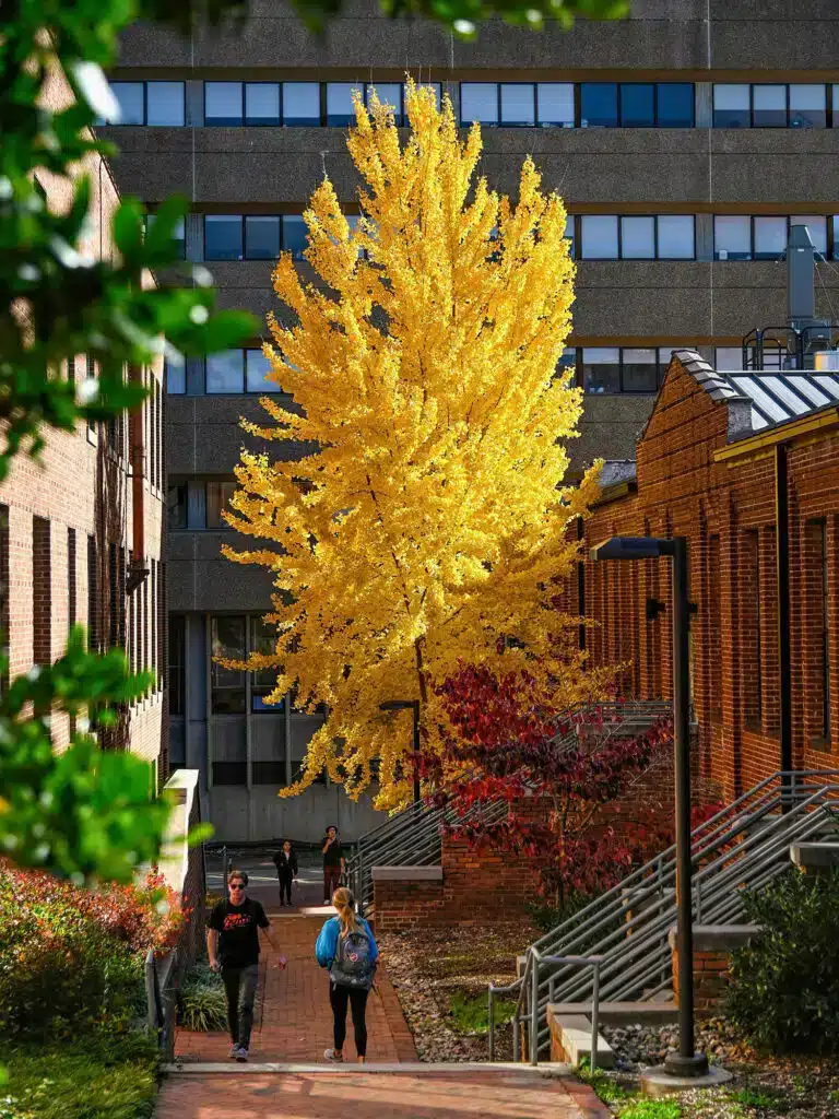 A ginkgo tree with bright yellow leaves sits between two brick buildings.