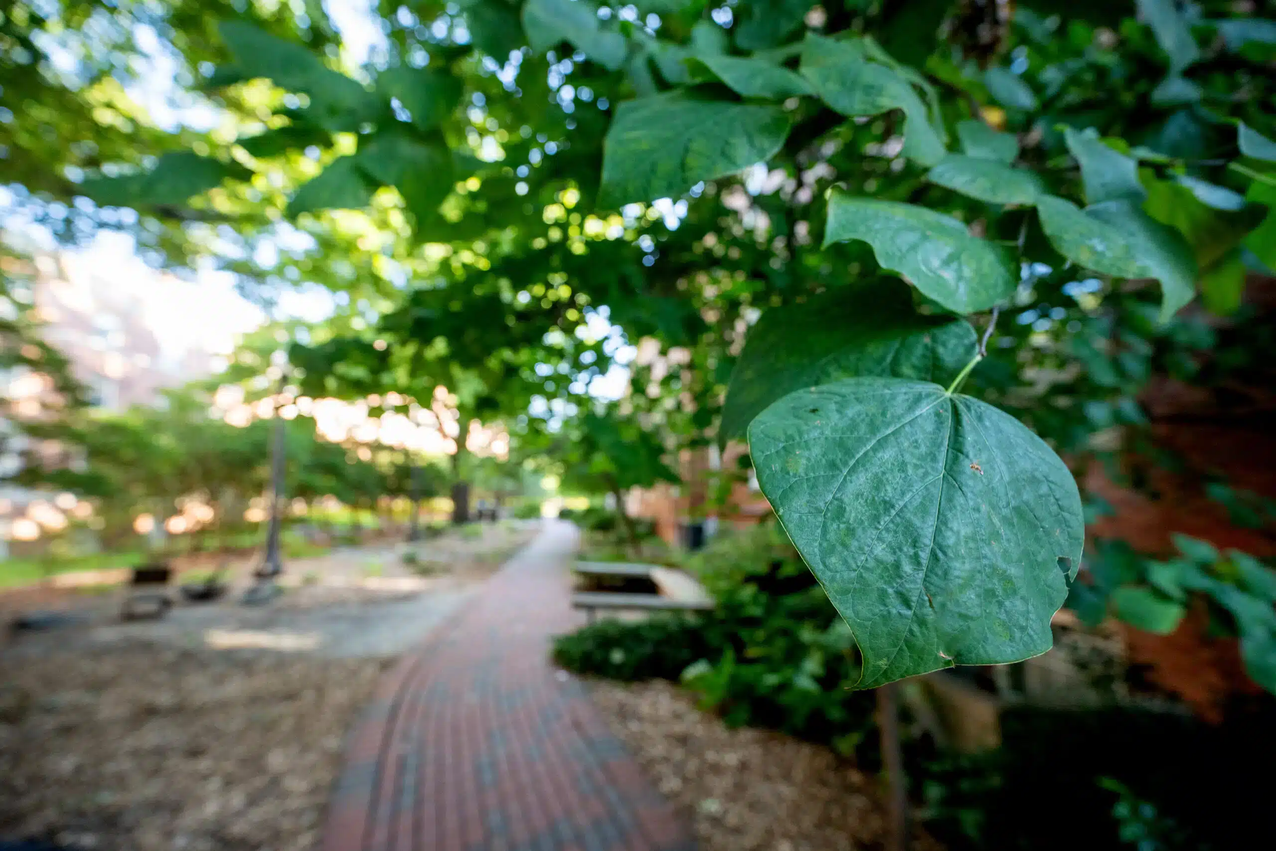 The new building will will provide vital space for STEM teaching and research space at NC State and serve as a catalyst for transforming the sciences.