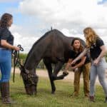 NC State’s Equine Ambulatory Emergency Service sends skilled equine veterinarians into the community to serve horses in need.