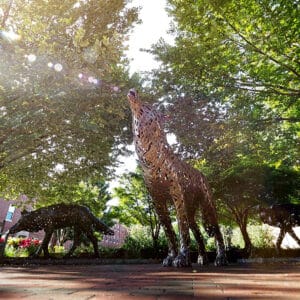 Copper wolf statues on NC State's campus.