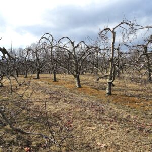 Apple trees yet to blossom for spring in the western part of the state.