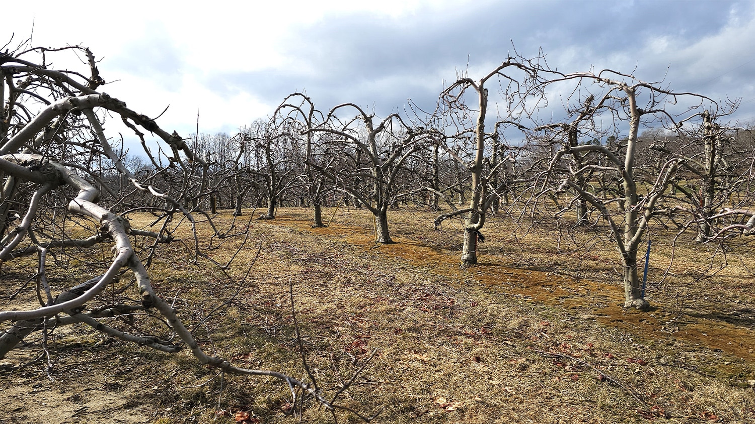 Apple trees yet to blossom for spring in the western part of the state.