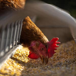 A hen picks at seeds.