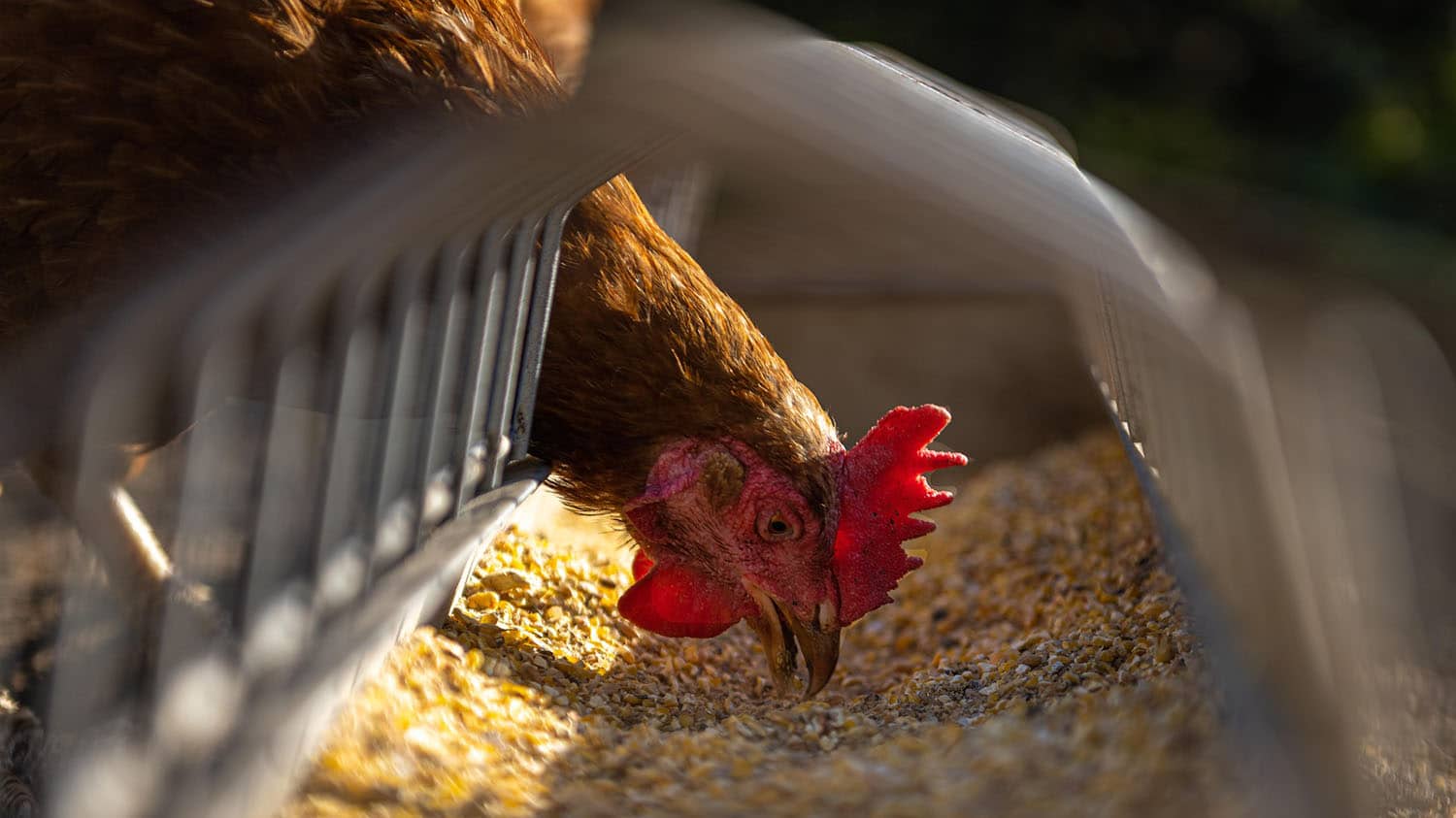 A hen picks at seeds.